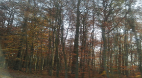 德国森林